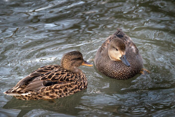 Ducks. - Kostenloses image #471471